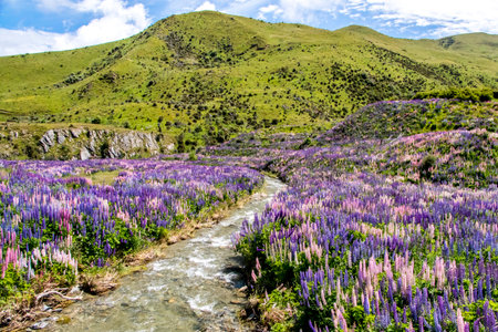A small river with banks covered in Lupine flowers in New Zealandの写真素材