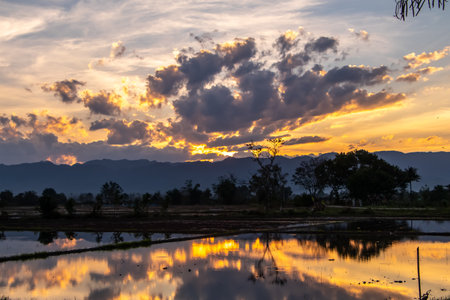 Rice field, padi, during sunset in northern Thailand, with reflectionの写真素材