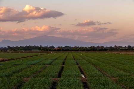Rice field, padi, during sunset in northern Thailandの写真素材