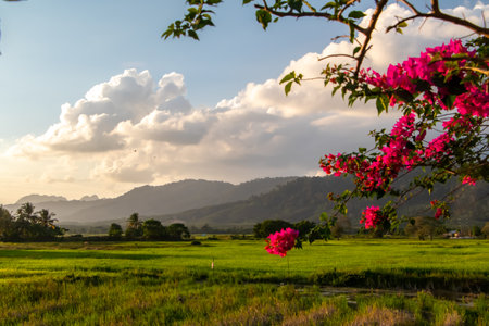 Sunset over rice fields, Langkawi, Malaysia. Colourful piojnk flowers
