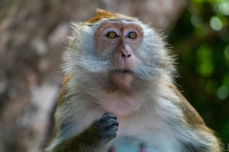 Macaque monkey in tree in Langkawi, Malaysiaの写真素材