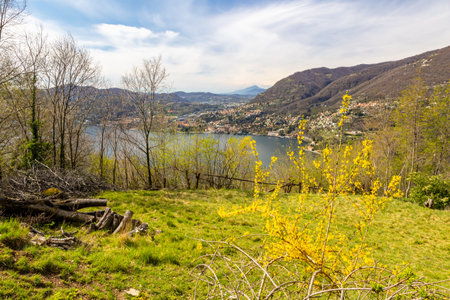 Lago di Como, Lake Como, Italy, in spring with yellow Forsythia bloomの写真素材