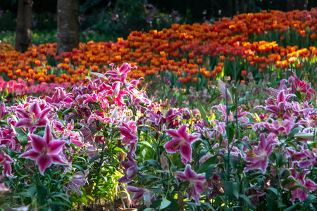 Colourful, vibrant, flowers in bloom in flower show Chiang Raiの写真素材