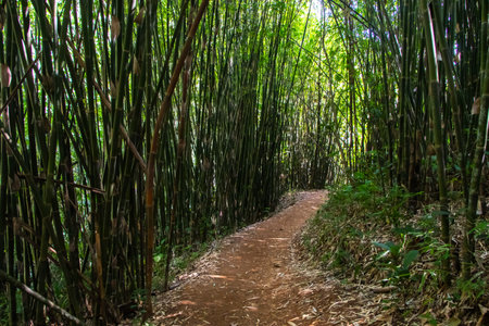 Path through bamboo forest, Thailandの写真素材