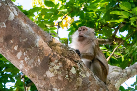 Macaque monkey in tree in Langkawi, Malaysia