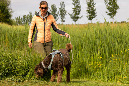 Chocolade brown Labradoodle being walked on gras fieldの写真素材