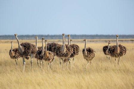 Group of brown and black common ostrich, Struthio camelus, Etosha, Namibia, in warm golden lightの写真素材