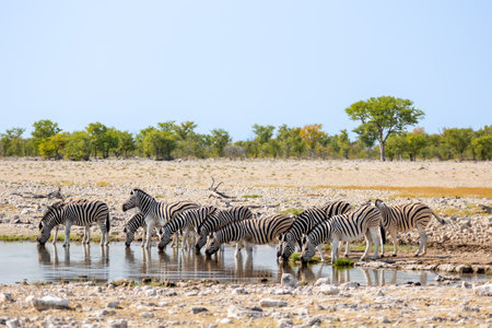 Large herd of zebra, Equus quagga, or Equus burchellii drinking at a waterhole in Etosha Namibiaの写真素材
