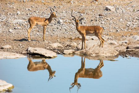 Two springbok, springbuck, or Antidorcas marsupialis standing on waterhole edge with silhouette in Namibiaの写真素材