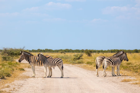 Zebras in the Botswana, Africaの写真素材