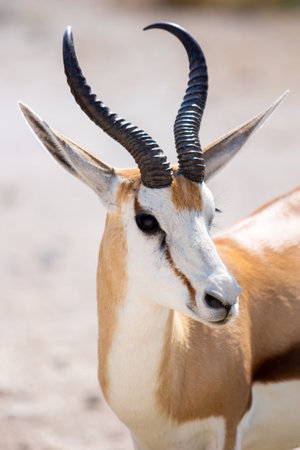 Closeup of a gazelle (Aepyceros melampus)の写真素材