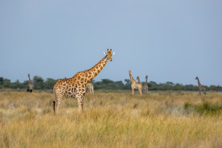 Giraffe in the Okavango Delta - Moremi National Park in Botswanaの写真素材