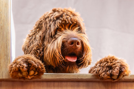 brown dog peeking out from behind the mirror on a white background