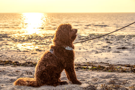 dog on the beach at sunset. Nova Scotia Duck Tolling Retrieverの写真素材