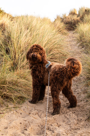 Australian Labradoodle dog in the dunes of Kangaroo Islandの写真素材