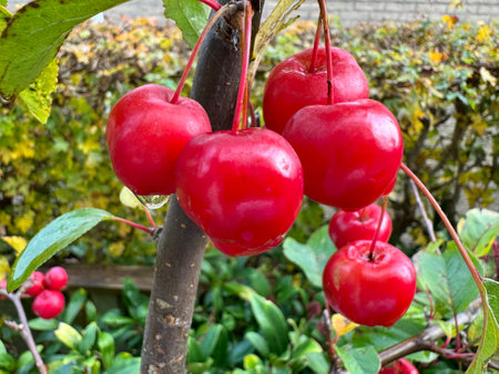 Closeup of a the ripe fruit of a crabapple, malus tree. High quality photo
