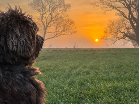 Bright orange sunrise at fields with brown labradoodle dog watching the sun. High quality photoの写真素材
