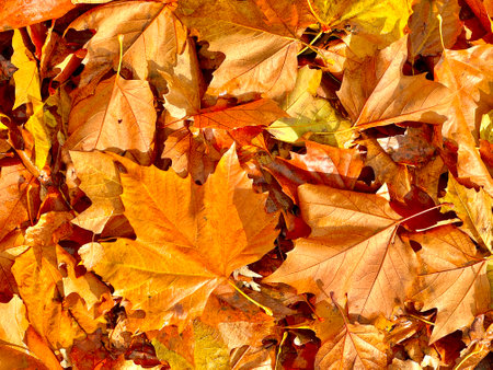 Close up of golden autumnal fallen leaves of a maple tree. High quality photoの写真素材