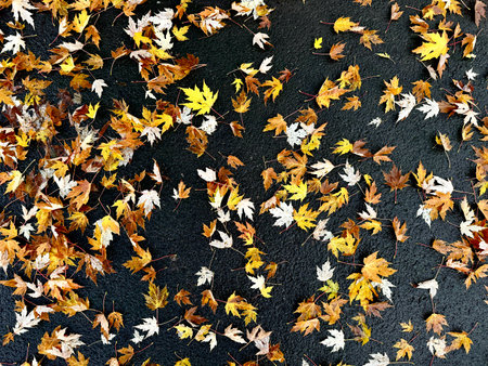 Autumn leaves on the ground in golden colors on black background. High quality photo