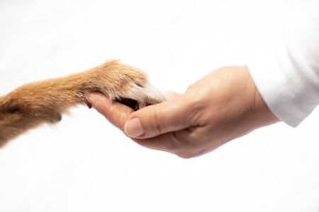 Dog paw touches human hand