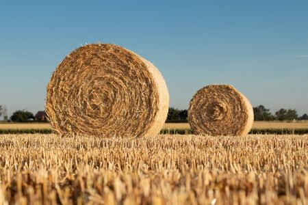 Straw rolls on the fieldの写真素材