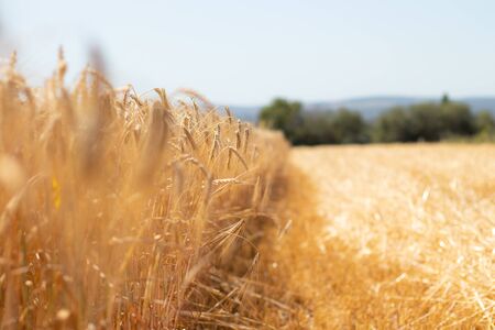 Wheat with sky in the backgroundの写真素材