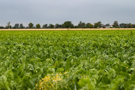Sugar beet field with green leafes