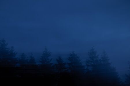 Cloudy sky over tree tops, dawn, background, abstract