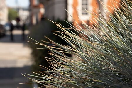 Flowers on the fence on the streetの写真素材