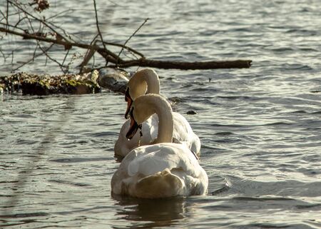 two white swans in a lake looking for foodの写真素材