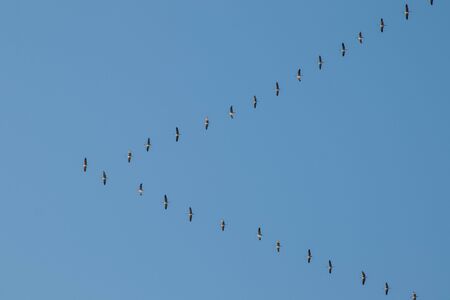 formation of cranes flying into the south