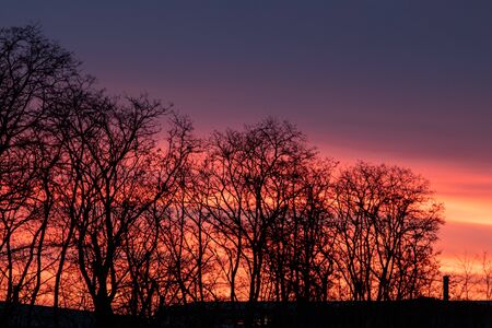 silhouette of trees at daw, clouds coloured by morning sunの写真素材