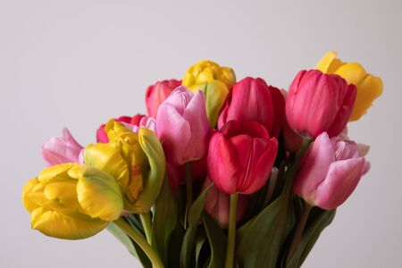 close-up of tulip blossoms, white backgroundの写真素材