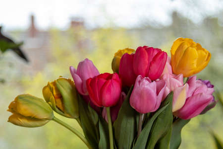 close-up of tulip blossoms, blurred backgroundの写真素材