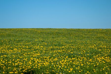 meadow foll of yellow dandelion blossoms under the blue sky, no cloudsの写真素材