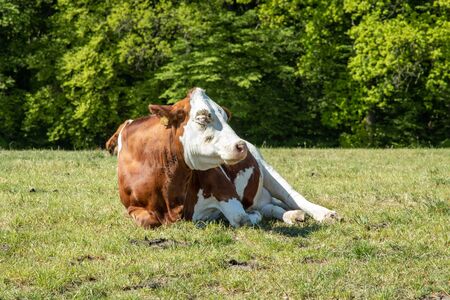 brown white cow laying on a meadow, trees in the backgroundの写真素材