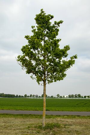 single young oak tree nearby a path in the fields, springの写真素材