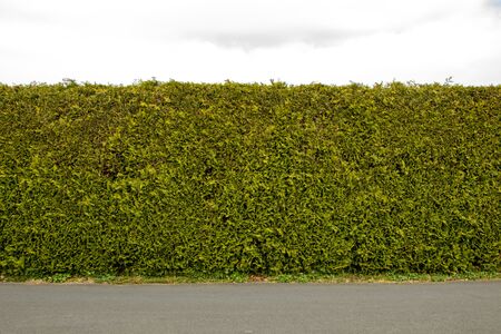 Green coniferous hedge under a blue sky, background, no peopleの写真素材