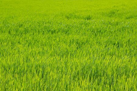 green young wheat plants as background, springの写真素材