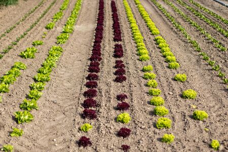 green and red salad plants on a field, dry groundの写真素材