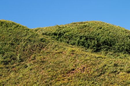 thuja hedge cut into arches under a blue sky, copy spaceの写真素材