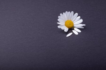 single daisy flower on anthracite background. individual petals are next to it, loveの写真素材