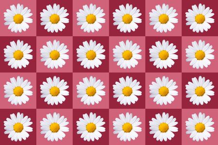popart with twenty-four daisy blossoms on red colored background, symmetricの写真素材