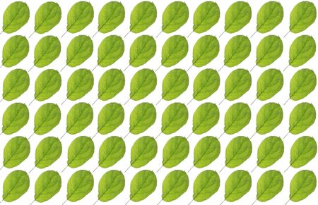 apple tree leafs as background, exploidingの写真素材