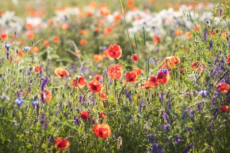 flower meadow with poppies and grass, bokehの写真素材