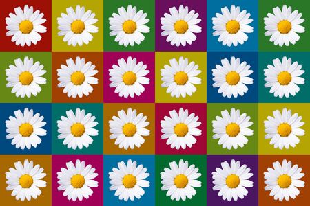 popart with twenty-four daisy blossoms on different colored backgroundの写真素材