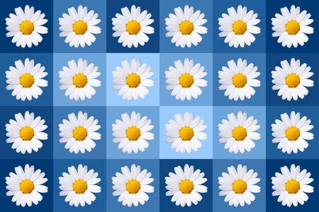 popart with twenty-four daisy blossoms on blue colored background, wallpaperの写真素材