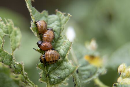 Leptinotarsa decemlineata, potato beetle on potato plants, insectの写真素材