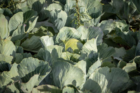 white cabbage field, ready to harvest, farmland