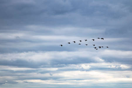 groud of flying geese, cloudy sky as background, outdoors